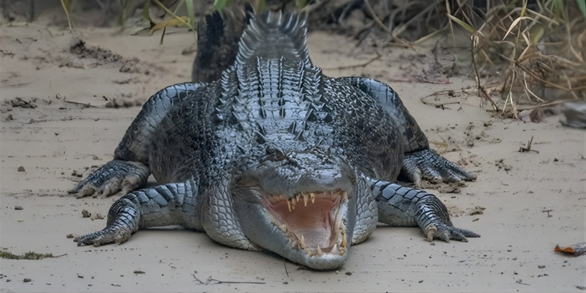 Deadly Aussie Animals