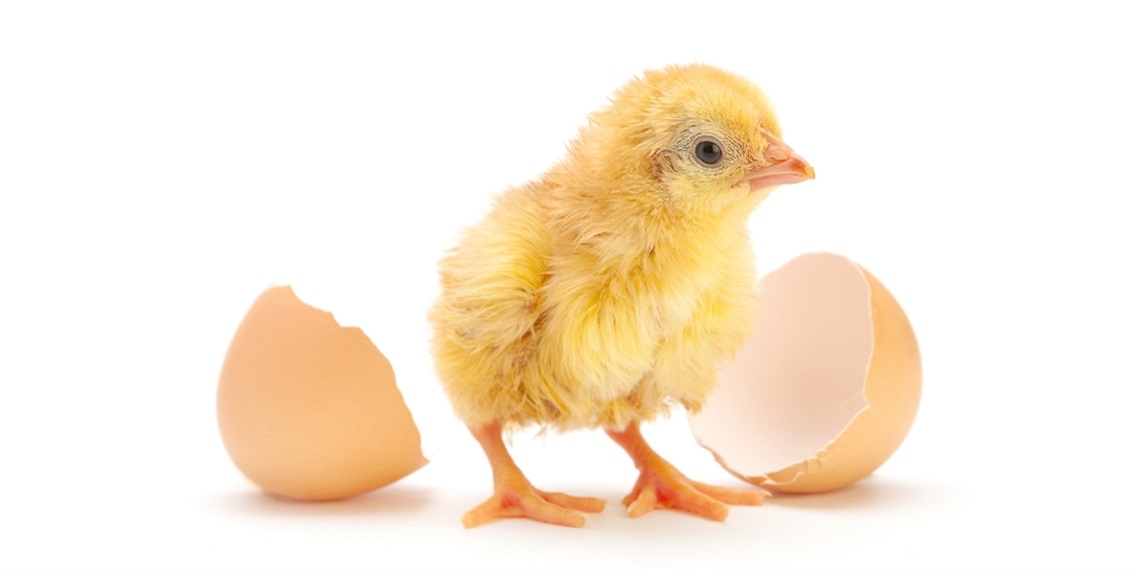 Spring chicken